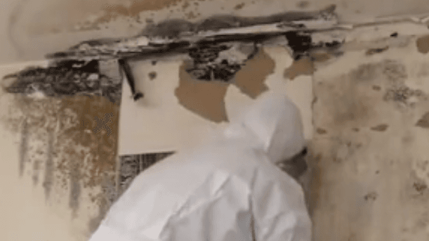 Mold Removal and Prevention in Houston